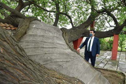 TARİHİ DUT AĞACINA ÖZEL EKİP