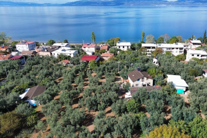 Bin 700 yıllık zeytin ağaçları hala ürün veriyor