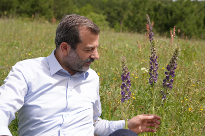 Gürsu'nun gök sığır çiçekleri açtı