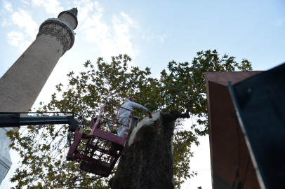 Bursa'nın sembollerinden asırlık çınar geleceğe taşınıyor